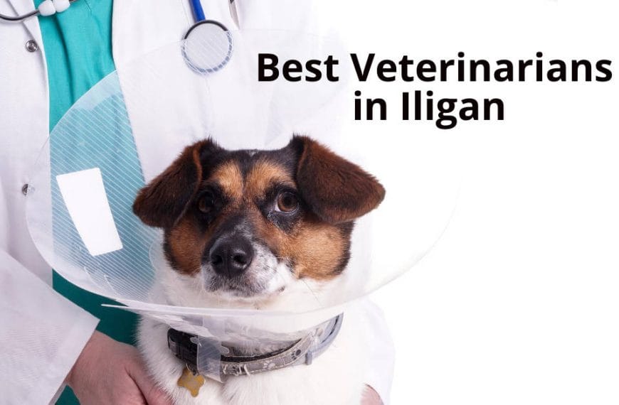 Vet in white coat holds a dog in cone, showcasing Best Veterinarians in Iligan City.