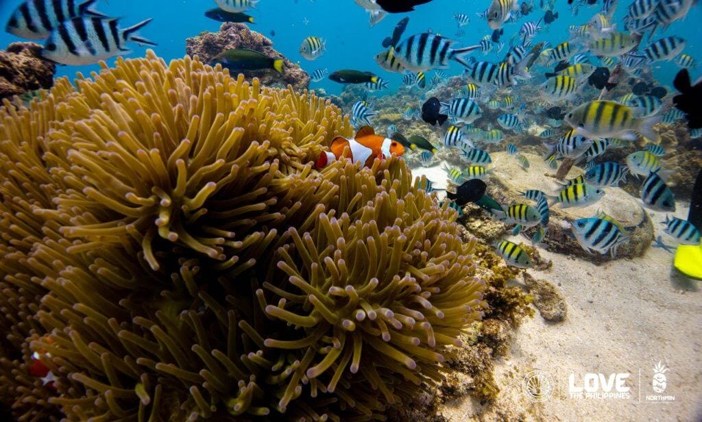 clownfish in an anemone with striped fish near coral; heritage of camiguin&rsquo;s sunken cemetery. tourism logos bottom right.