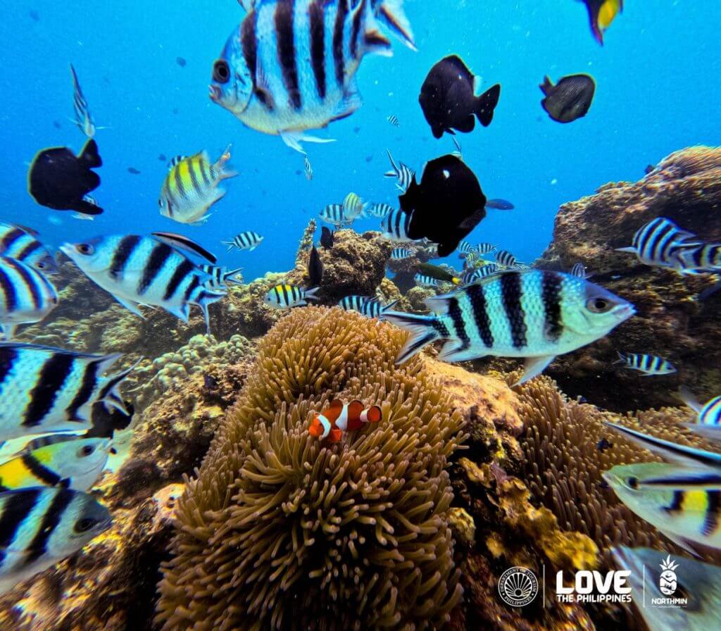 a variety of colorful tropical fish swim above coral reefs in camiguin, with logos below: love the philippines.
