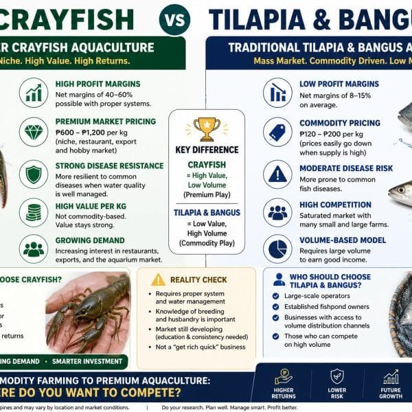 Scaling Crayfish Farming in the Philippines: A&hellip;